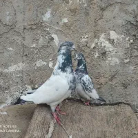 سلام یک جفت کلدم سیاه پرشی به شرط تخم جوجه