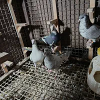 کبوتر پرشی و جفتگاه|پرنده|مشهد, دوست آباد|دیوار