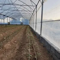 نیرو کار در گلخانه ( خانم )