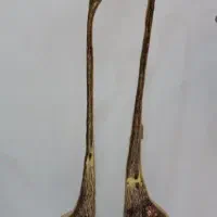 انواع مجسمه های برنزی قو ،اسب،فیل و غیره