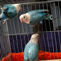 یک جفت طوطی برزیلی و یک عدد نر تک
