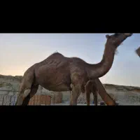 شتر آرام ابستن|حیوانات مزرعه|قشم, |دیوار
