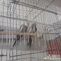 عروس هلندی عالی