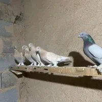 کبوتر ترکیه ای