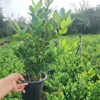 گلهای بیزونی یاس هلندی گلدان ۳ تعداد ۳۰۰۰