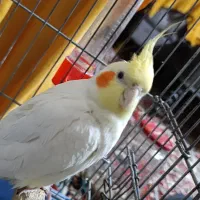 عروس هلندی لوتینو نر