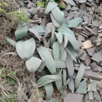 محصولات ارگانیک ، والک ، شورک ، قارچ داروی طبیعی