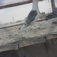 کبوتر|پرنده|بیرجند, |دیوار