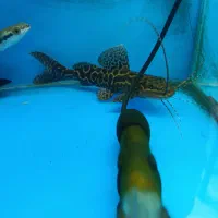 کت ماربل اچارا برای اولین بار در ایران