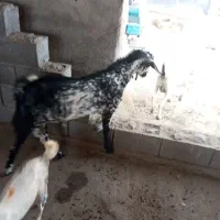 حیوانات مزرعه