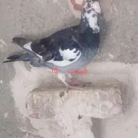 کبوتر|پرنده|مراغه, |دیوار