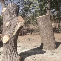 برش چوب هرس درخت با اره برقی خریدچوب بالاترین قیمت