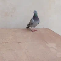 کبوتر پلاکی|پرنده|حبیب آباد, |دیوار