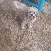 سگ شیتزو|سگ|کرمانشاه, |دیوار