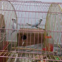 کتوله برزیلی