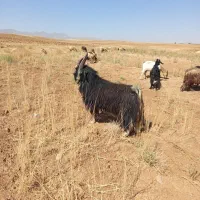 دبر‌درجه‌‌یک