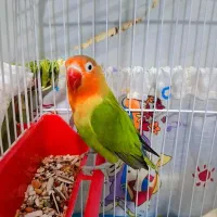 طوطی برزیلی پاکوتاه