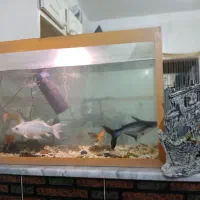 آکواریوم و دکور کشتی بزرگ