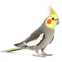 گمشده، عروس هلندی
