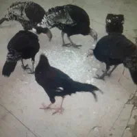 ۲عددخروس ۴بوقلمون|حیوانات مزرعه|شاهین دژ, |دیوار