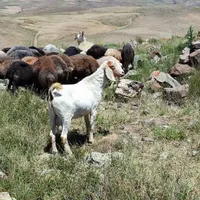 بزنری پاکستانی|حیوانات مزرعه|اهر, |دیوار