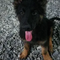 سگ ژرمن|سگ|کرج, باغ سیب|دیوار