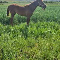 به علت نداشت جا