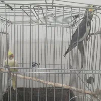 فروش 4عدد عروس هلندی|پرنده|سرپل ذهاب, |دیوار