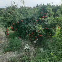 باغ-انار-وسردرختی-انجیر-شاه-توت