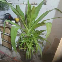 گل ذرتی ده ساله سرحال و شاداب