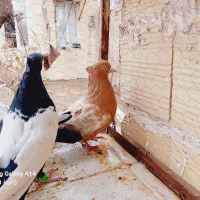 ۵عدعد کبوتر|حیوانات|تاکستان, |دیوار