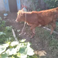 ۳تاگوساله دورگ جرسی وچالوسی|حیوانات مزرعه|احمدسرگوراب, |دیوار