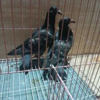 کبوتر پلاکی|پرنده|هندمینی, |دیوار