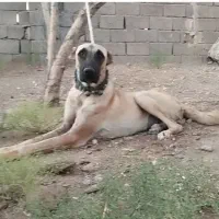 سگ گله|سگ|چناران, |دیوار