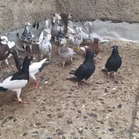 ۱۸تا کفتر یه بوم همه جوان