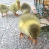 جوجه غاز|حیوانات مزرعه|سوسنگرد, |دیوار