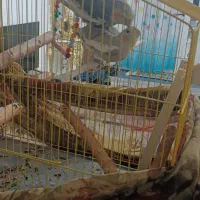 فروش یه جفت عروس هلندی نوجوان تازه به سن بلوغ رسید|پرنده|لاجان, |دیوار