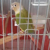 گرینچیک|پرنده|محمدشهر, شهرک پیام (مهرالبرز)|دیوار