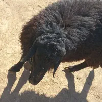 شیشک دودندان|حیوانات مزرعه|عطاملک, |دیوار