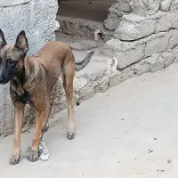 مالینیور ماده درجه یک جوان با یک سگه شیتزو ماده|سگ|سعدآباد, |دیوار