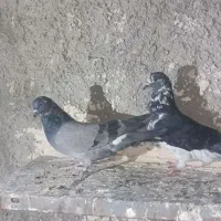 کبوتر سرور|پرنده|ایرانشهر, |دیوار