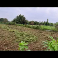 زمین تجاری و گلخانه ای در کوچه ۱۶ متری|فروش زمین و ملک کلنگی|گلوگاه بابل (گلیا), |دیوار