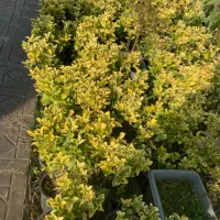 شمشاد طلایی ریشه پرس|گل و گیاه طبیعی|واجارگاه, |دیوار