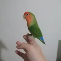 کوتوله برزیلی