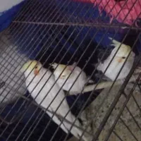 عروس هلندی و کوتوله|پرنده|نجفآباد, قلعه سفید|دیوار