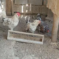 خروس گلین جوان|حیوانات مزرعه|مشهد, موسوی قوچانی|دیوار