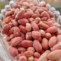 بادام زمینی عمده