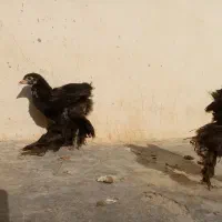 جوجه برهما بلک رومانی