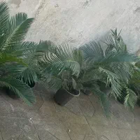 فروش گل سیکاس|گل و گیاه طبیعی|رشت, لاکانی|دیوار