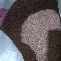 بذر یونجه|خدمات باغبانی و درختکاری|بوشهر, |دیوار